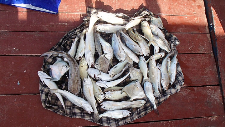 Pictured: Fish caught in The Gambia, where much FMFO originates. Image: Peter van der Sluijs / CC-BY-SA-3.0,2.5,2.0,1.0